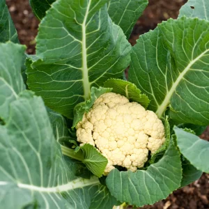 Cauliflower-plant-form-cauliflower-cabbage-flower-structures