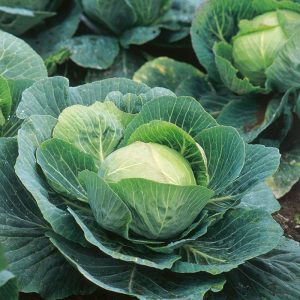 Fresh-Cabbage