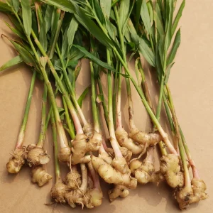 Indian-ginger-Zingiber-officinale