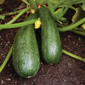 Zucchini-vines