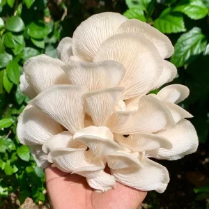 fresh-oyster-mushroom-buy-online_2048x