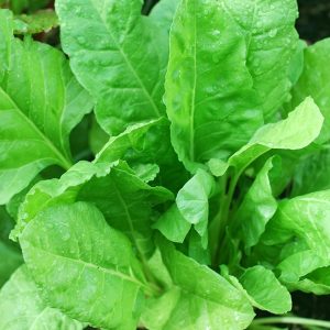 fresh-spinach